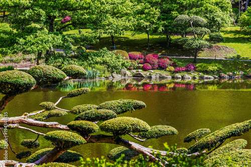 Beauty nature in Japanese park in France in Maulivrier . Pays de la loire ..