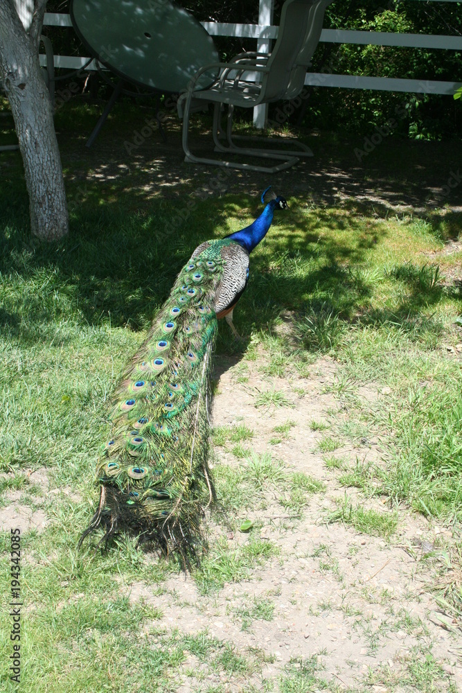 Naklejka premium Peacock