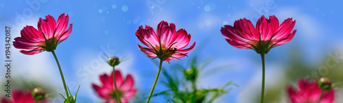 Pink cosmos flowers isolated on blue sky.