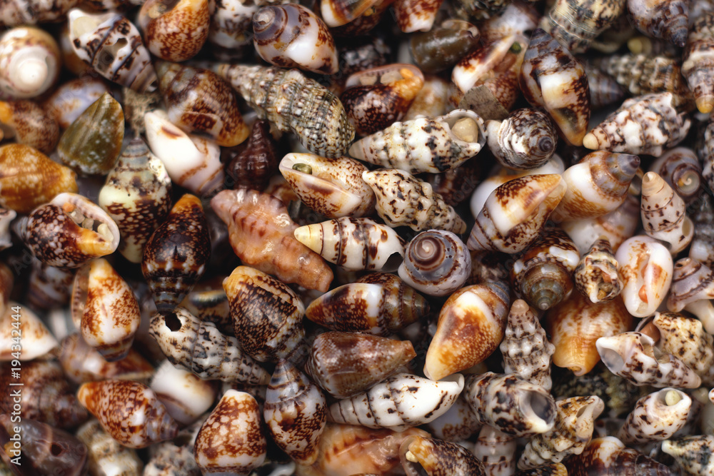Shell Shell