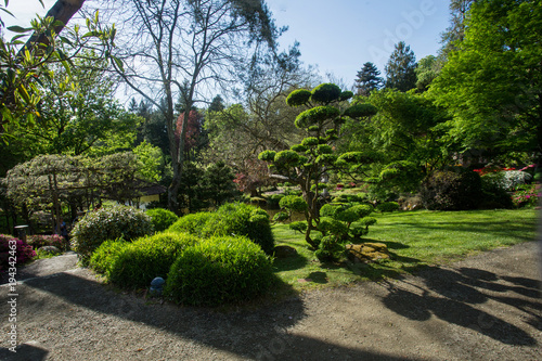 Figured crop of plants and  pond. Beauty nature in Japanese park in France in Maulivrier . Pays de la loire . photo