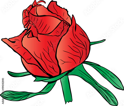 red unopened peony bud with green leaves