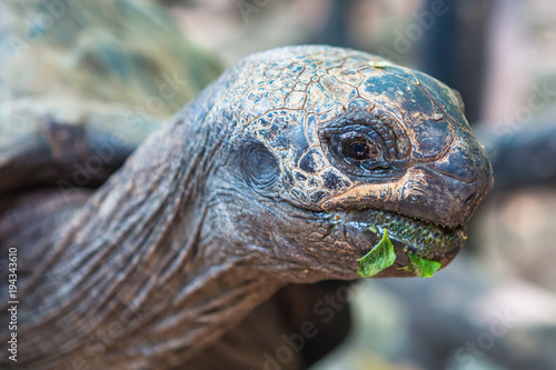 Aldabra giant turtle. Prison Island, Zanzibar, Tanzania.