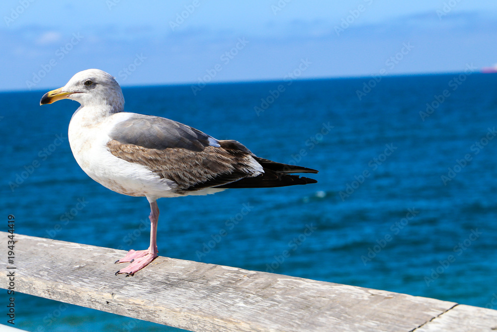 Fototapeta premium Beach Bird