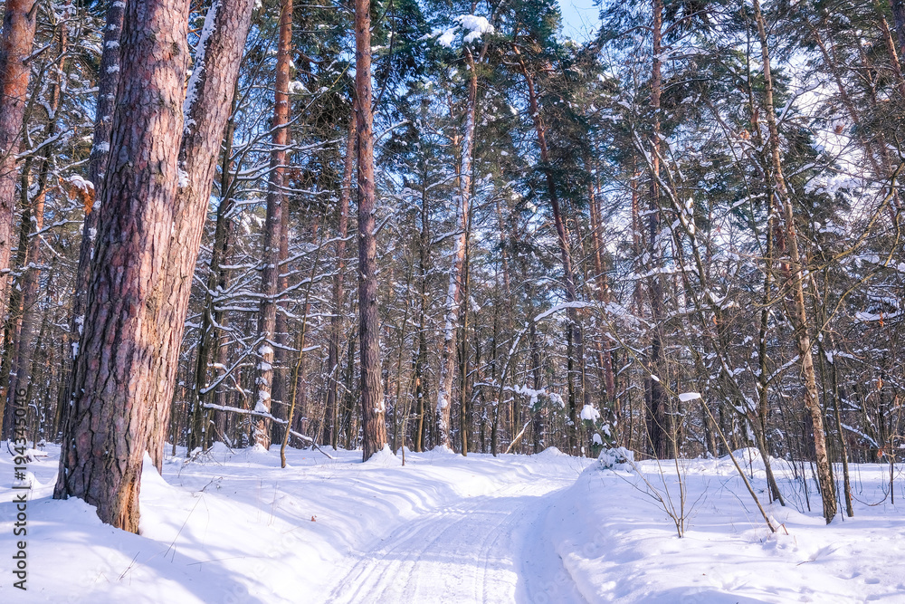 Fototapeta premium Landscape with the image of winter wood