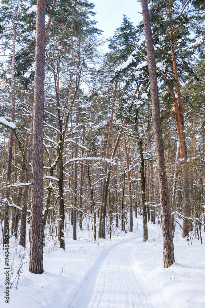 Landscape with the image of winter wood
