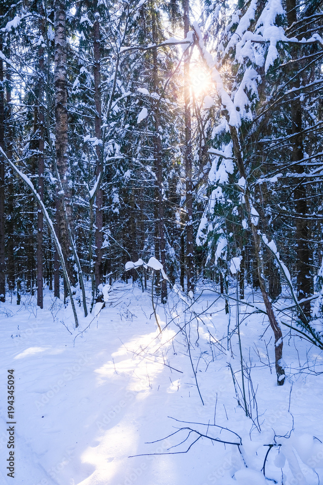 Landscape with the image of winter wood Landscape with the image of winter wood