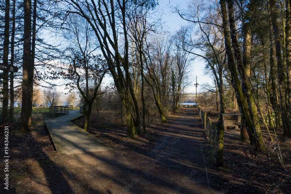 a woodland trail in dappled light splits off into two directions a woodland trail in dappled light splits off into two directions
