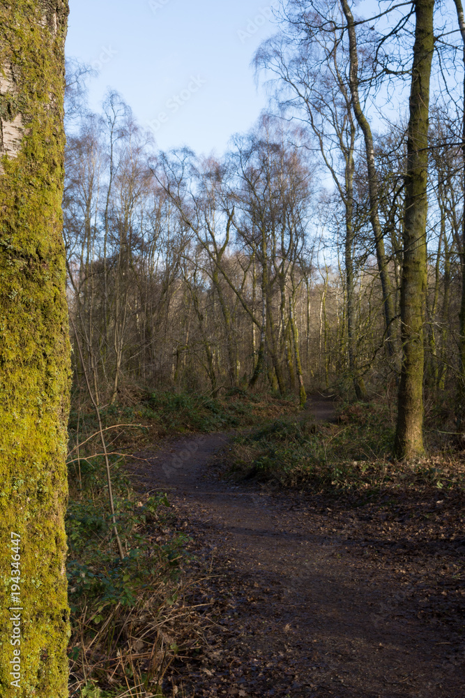 Obraz premium a peaceful woodland walking trail in Loch Lomond and Trossachs national park 
