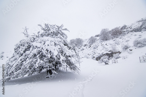 gorbea photo