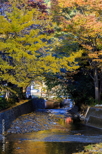 Momijis in Takao park near Tokyo Japan photo