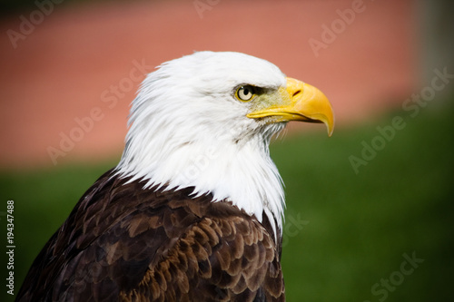 Close up profile of bald eagle