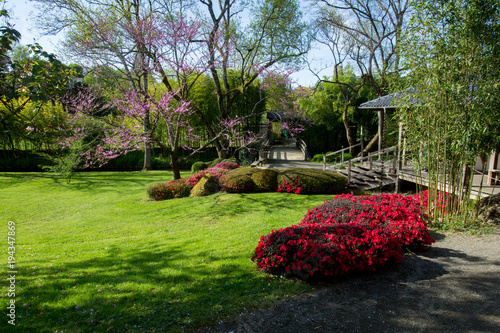 Red rhododendrons and cherry  blossom.  Beauty nature in Japanese park in France in Maulivrier . Pays de la loire . photo