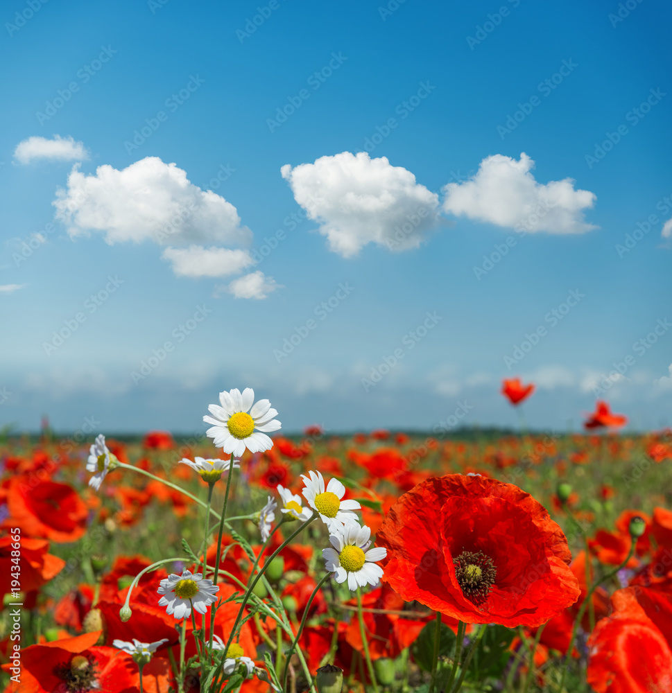 summer flowers in meadow and clouds over it