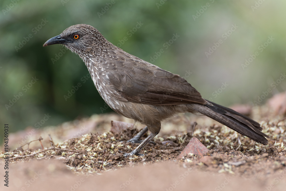 Close up of arrow-marked babbler standing on ground with green background, Kruger National park, South Africa Close up of arrow-marked babbler standing on ground with green background, Kruger National park, South Africa