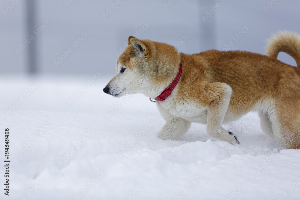 屋外で遊ぶ柴犬 屋外で遊ぶ柴犬
