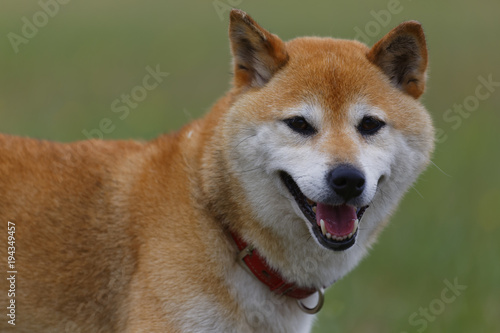 笑顔で遊ぶ柴犬