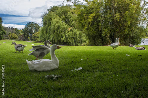 Bird, white, nature, animal, grass, birds, wildlife, green, park, animals, farm, family, group, summer, wild