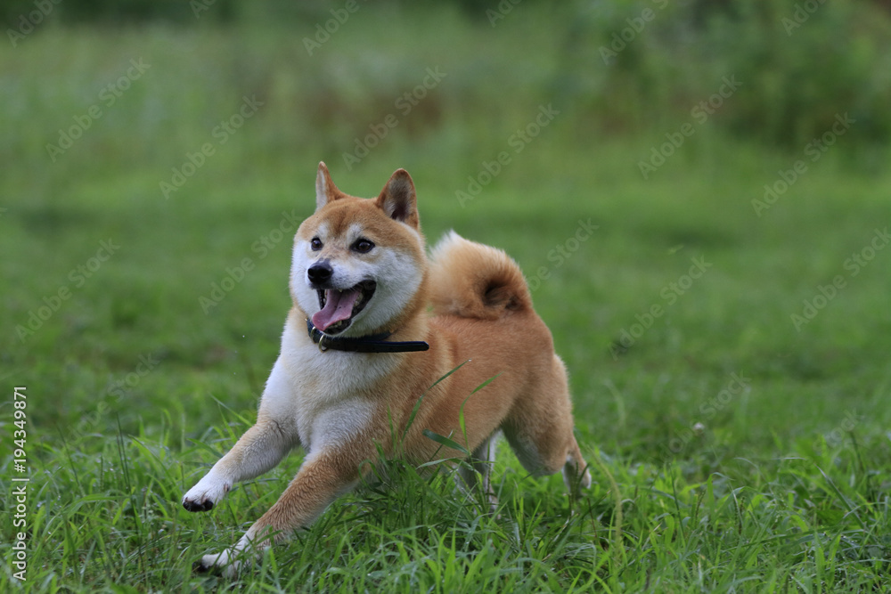 走る柴犬