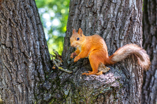 squirrel on a tree © Екатерина Переславце
