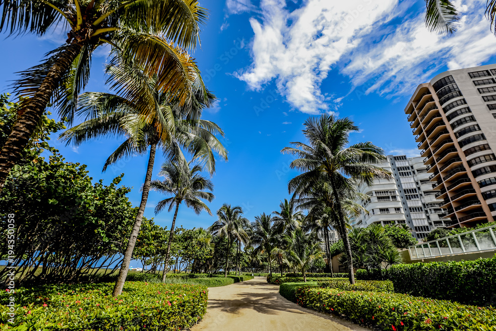 Fototapeta premium Palm Tree Walkway