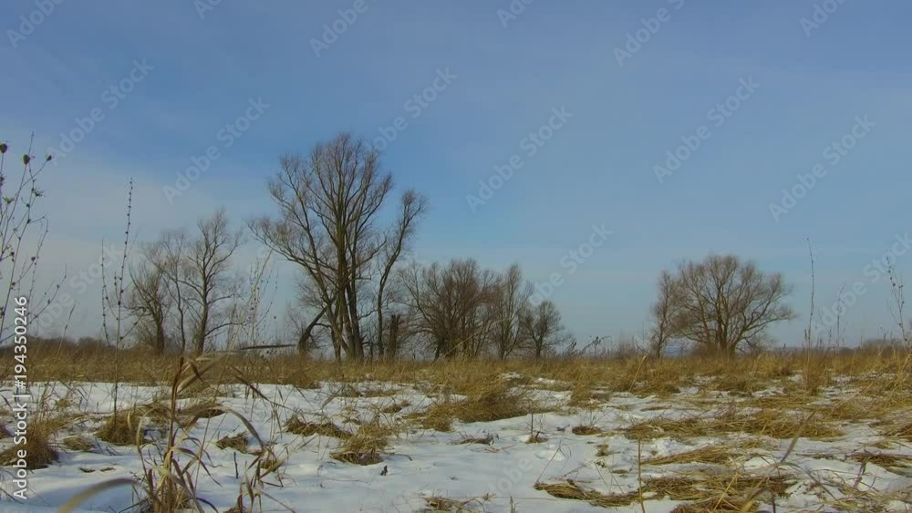 Field with grass frozen and snow away the Russia dead trees outdoors winter landscape Field with grass frozen and snow away the Russia dead trees outdoors winter landscape