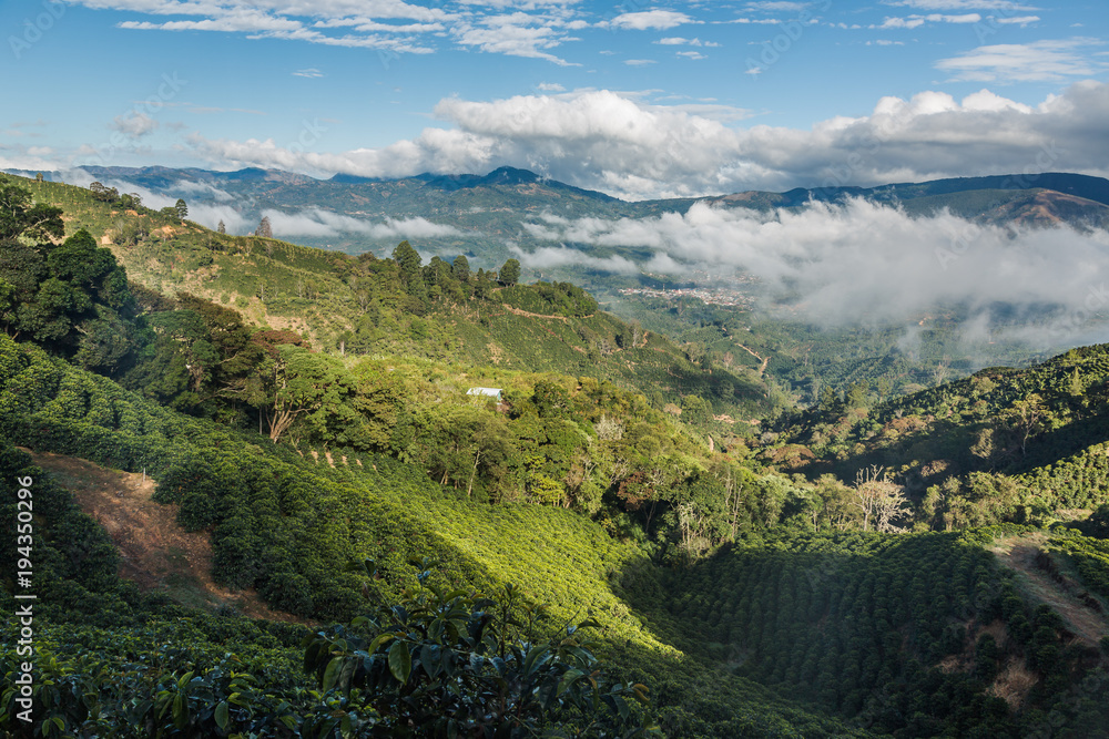 Kaffeeplantage im Hochgebirge Tarrazu in Costa Rica
