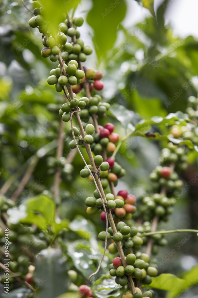 Coffee plant with coffee berries on branch. Location a coffee plantation in Boquete, Panama Central America