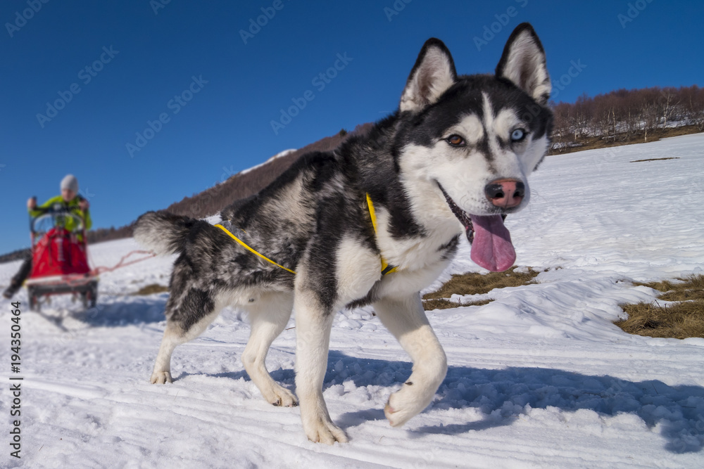 Sled dog Sled dog