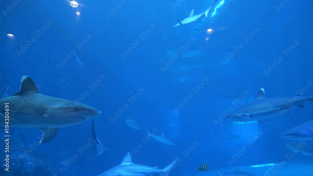 Aquarium in Singapore displaying a fish tank full of swimming sharks and other aquatic animals. Big animals confined to life in captivity. Fish swimming among sharks Aquarium in Singapore displaying a fish tank full of swimming sharks and other aquatic animals. Big animals confined to life in captivity. Fish swimming among sharks
