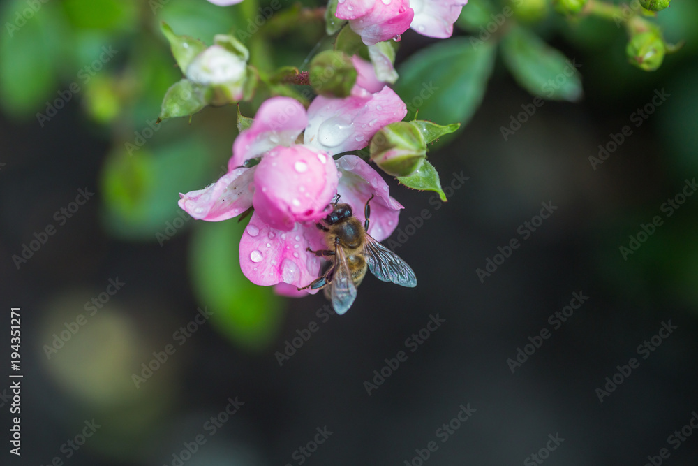 Obraz premium Honey bee collects nectar from a pink rose flower. A rose flower close-up. Detailed image of the bee collecting pollen.