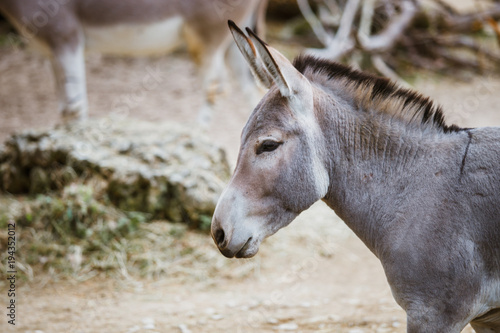 Portrait, head close-up of a wild gray donkey with white stripes eats at the zoo photo