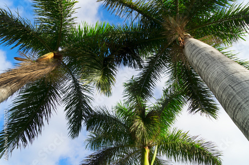 Palmas in blue sky