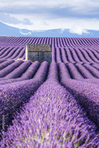 Lavender fields, Provence, France photo