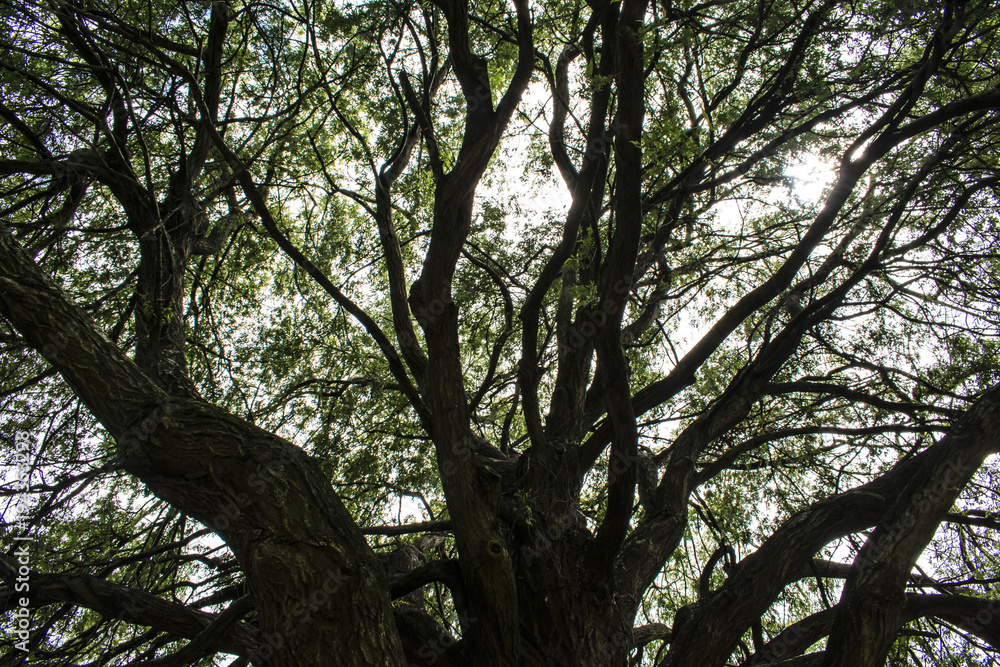 Obraz premium Forest, nature, tree, green, trees, leaves, branch, branches, sky, park, spring, wood, leaf, summer, plant, natural, sunlight, sun, blue, landscape, environment, season