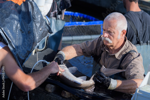 Foto vet examinating sturgeon in fish farm