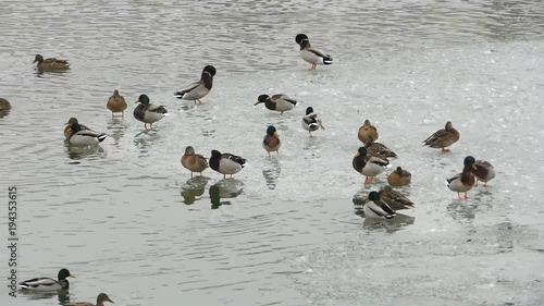 Flock of ducks on ice on frozen river.