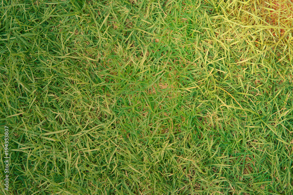 grass of yard or field for background with sun flarre grass of yard or field for background with sun flarre