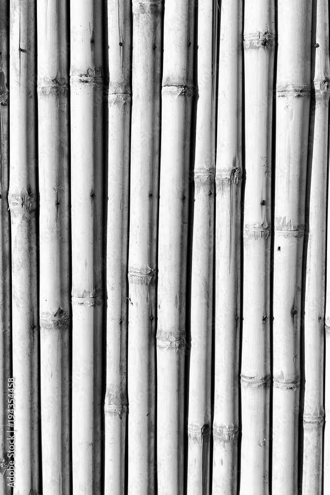 Fototapeta premium abstract texture background of the bamboo wall