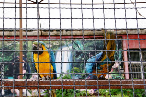 two parrots macaw sit on a pole and one looks forward and another back