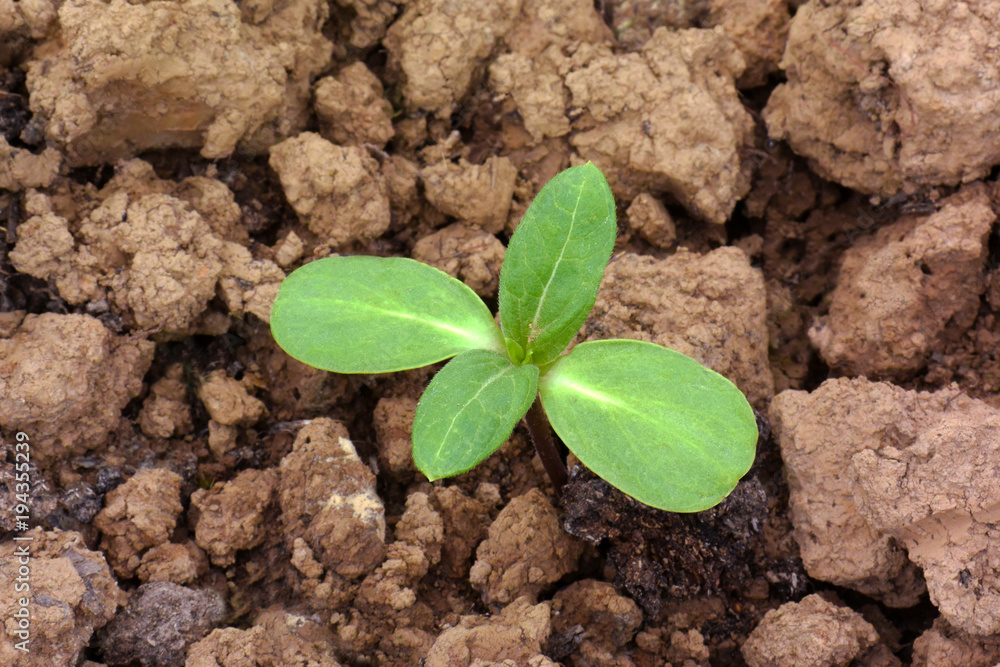 Green young seedling of plant growing out of dry unfertile soil. Small plant of sunflower with space for your text Green young seedling of plant growing out of dry unfertile soil. Small plant of sunflower with space for your text