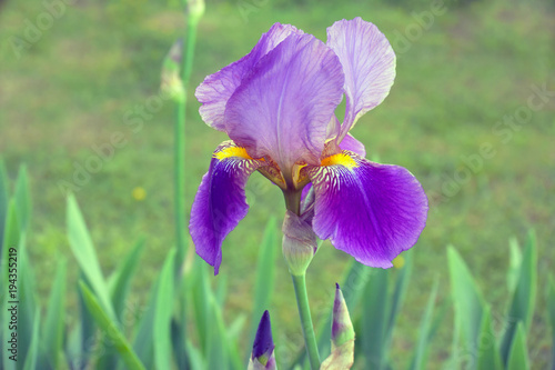 Fototapeta Naklejka Na Ścianę i Meble -  Bearded purple iris flower in full bloom in the garden for your design. Floral nature background