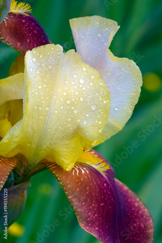 Fototapeta Naklejka Na Ścianę i Meble -  Close up Bearded multicolored yellow and maroon iris flower in drops of dew in full bloom on green blurry background. Floral garden backdrop