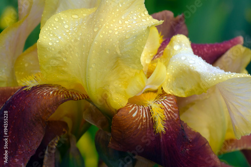Fototapeta Naklejka Na Ścianę i Meble -  Close up Bearded multicolored yellow and maroon iris flower in drops of dew in full bloom on green blurry background. Floral nature horizontal backdrop