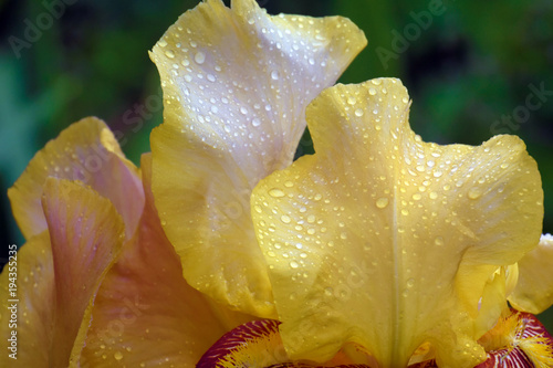 Fototapeta Naklejka Na Ścianę i Meble -  Close up Bearded iris flower yellow petals in drops of dew on green blurry background. Floral nature horizontal backdrop