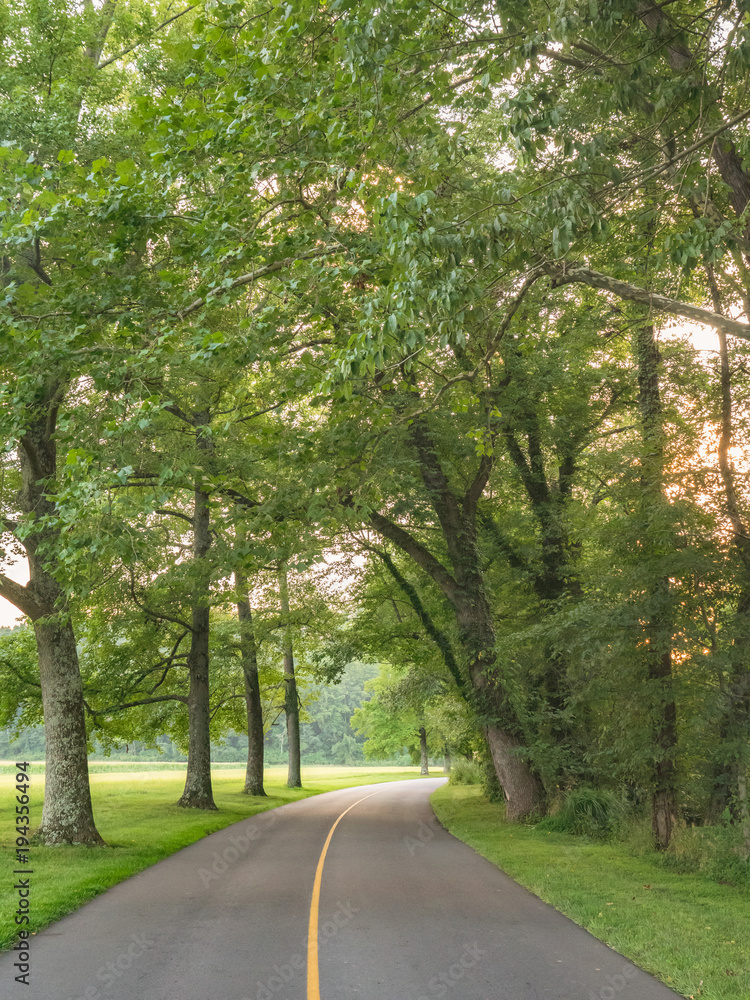 Fototapeta premium Green Tree Road