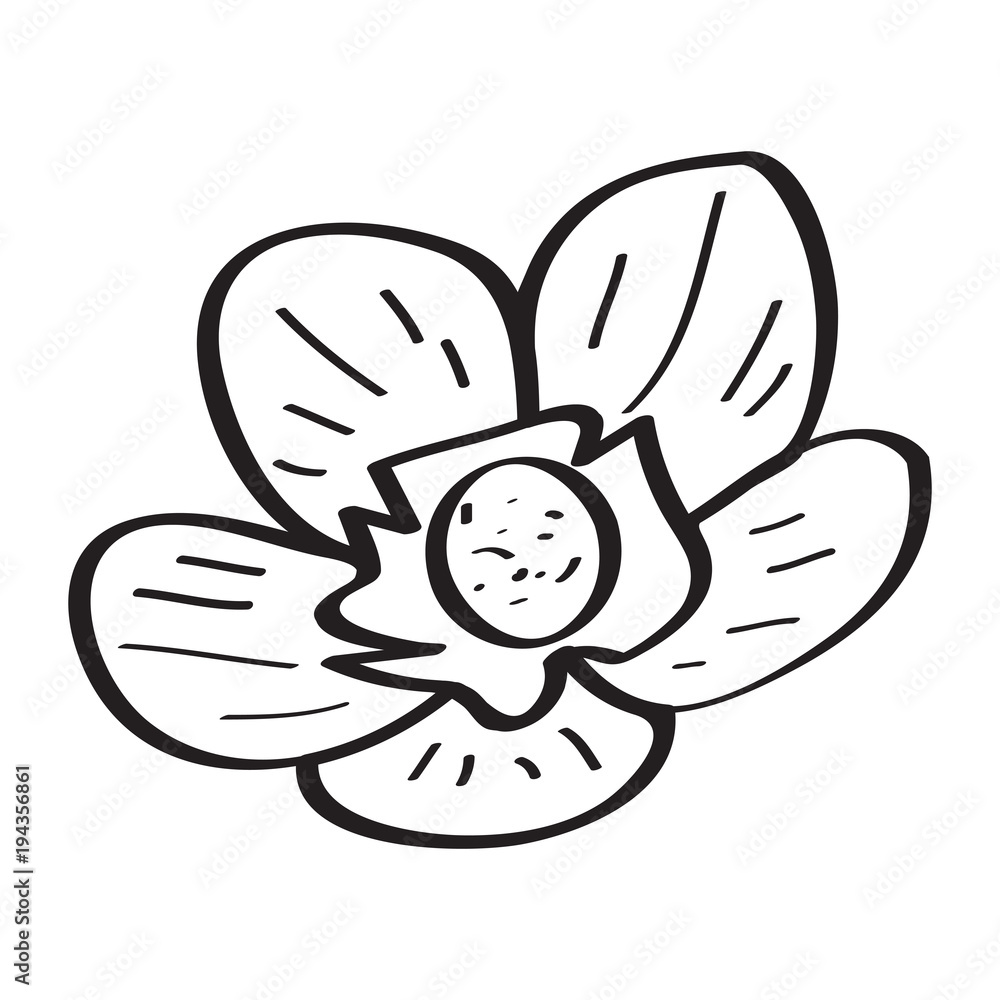 Drawing of a flower Drawing of a flower