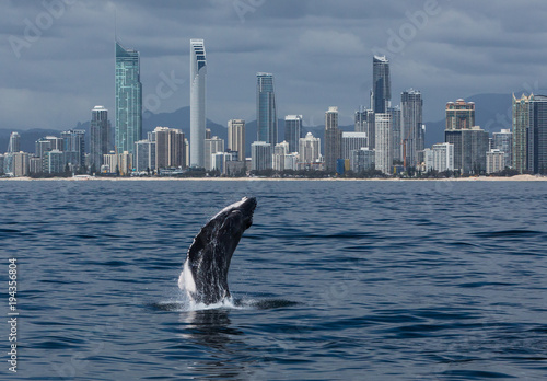 Minke whale calf jumps out of the water in front of the Gold Coast coastline