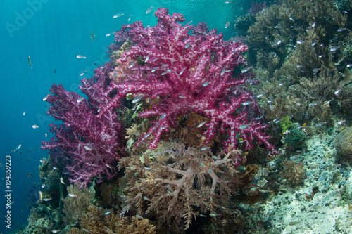 Fototapeta Naklejka Na Ścianę i Meble -  Vivid Soft Corals on Healthy Reef in Indonesia