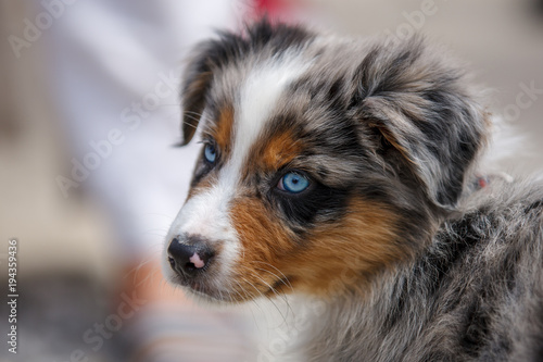 A portrait of a super cute Australian Shepard puppy. © Daniel